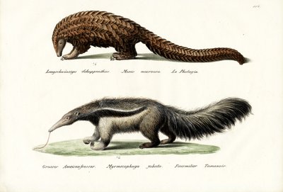 Pangolin Fourmilier, 1824 - Karl Joseph Brodtmann